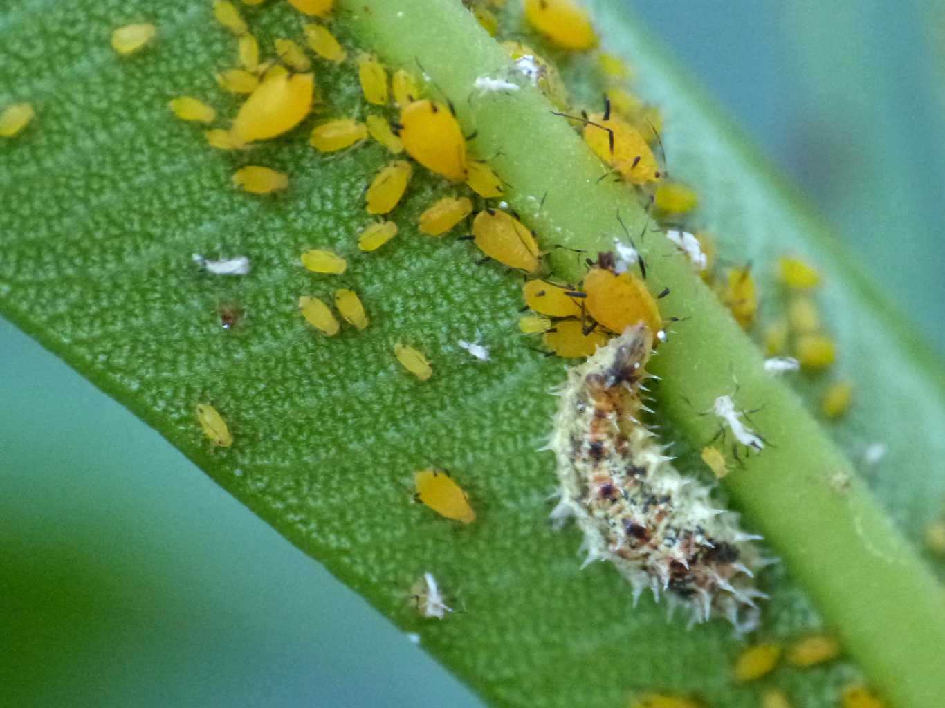 Larve di Syrphidae distruttrici di Aphis nerii